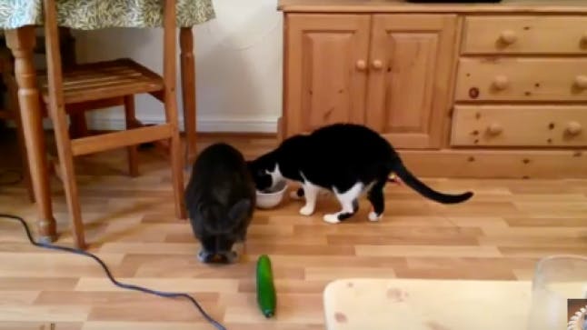 VIDEO Why are cats so scared of cucumbers? Closer